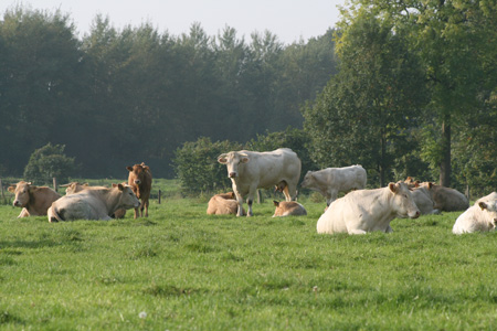 Hollands rundvlees, puur natuur